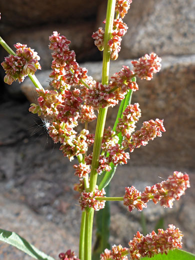 California dock; Rumex californicus (California dock), Bishops Pass Trail, Sierra Nevada, California