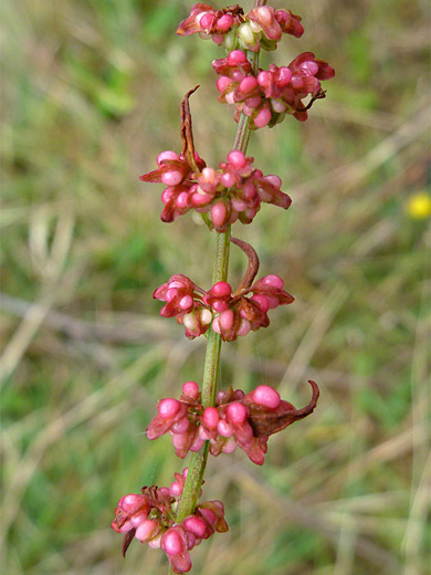 Sharp Dock; Elongated, whorled inflorescence of rumex conglomeratus, Ossagon Trail, Prairie Creek Redwoods National Park, California