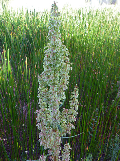 Curly Dock; Flower spikes of rumex crispus, Gibbon Hill, Yellowstone National Park, Wyoming