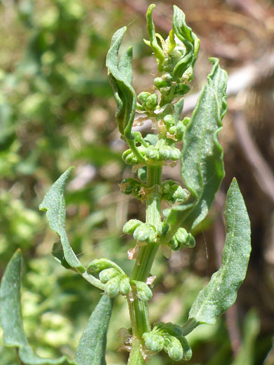 Curly-edged leaves