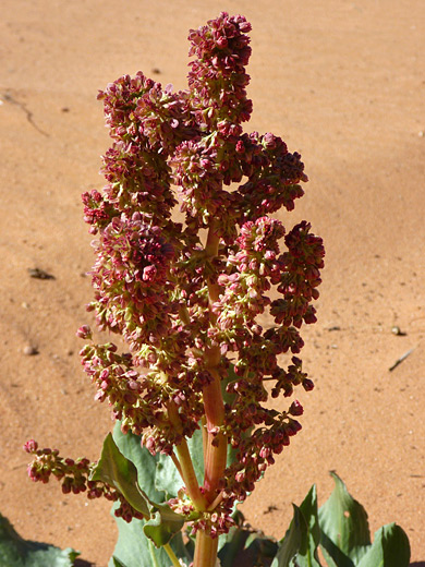 Wild Rhubarb; Rumex hymenosepalus (wild rhubarb), in Ferry Swale Canyon, near Glen Canyon