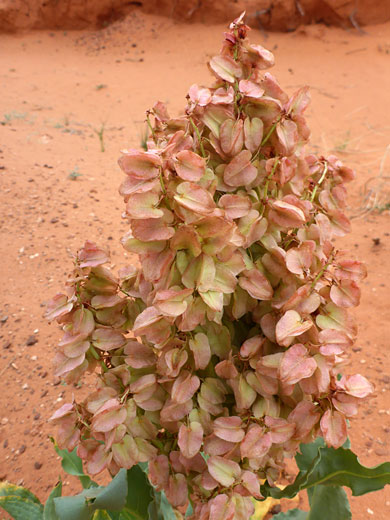Reddish fruits