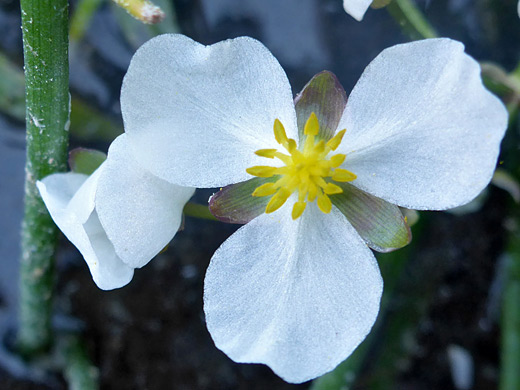 Arumleaf Arrowhead; Staminate flower of sagittaria cuneata - Two Ocean Lake Trail, Grand Teton National Park, Wyoming