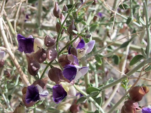 Paper Bag Bush; White and purple flowers of salazaria mexicana, along the High View Trail, Joshua Tree National Park, California