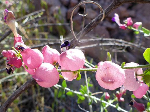 Pink calyces