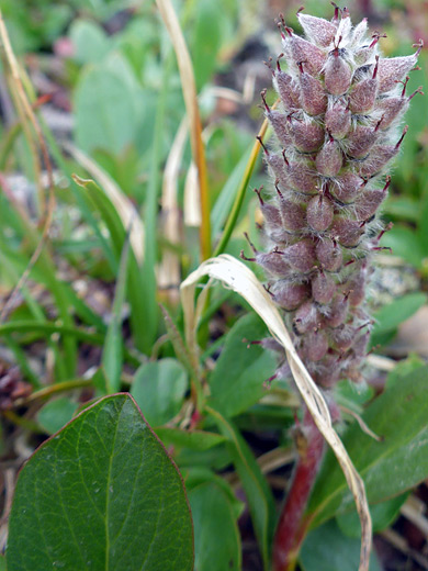 Rock Willow; Reddish seed pods - salix petrophila, Porphyry Basin Trail, San Juan Mountains, Colorado