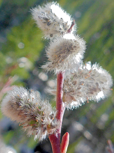 Plainleaf Willow; Plainleaf willow (salix planifolia), Bear Creek Trail, Ouray, Colorado