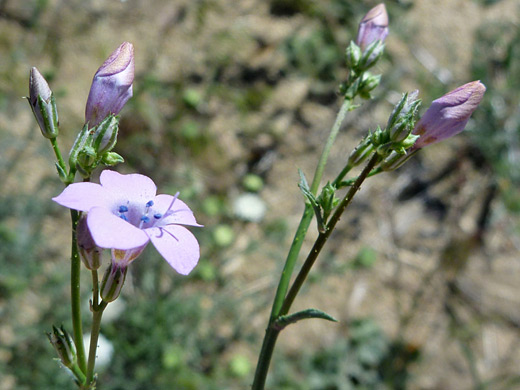 Splendid Gilia; Sparsely glandular stems and buds of saltugilia splendens ssp splendens, along the Panorama Trail, Joshua Tree National Park, California