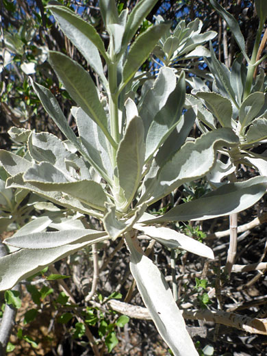White Sage; Salvia apiana (white sage), Plum Canyon, Anza Borrego Desert State Park, California