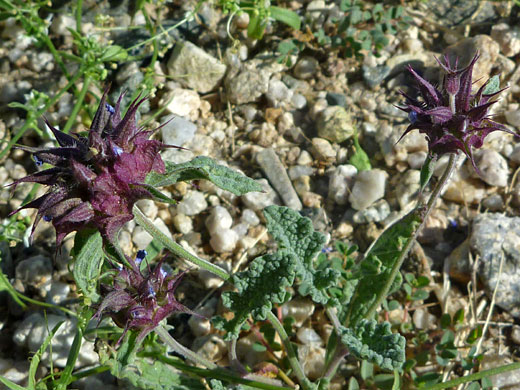 Large calyces and small flowers