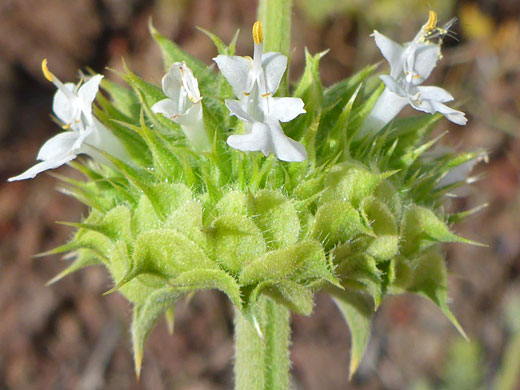 White flowers