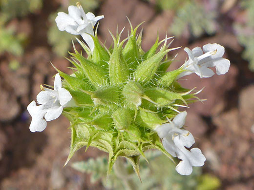 Top of the inflorescence