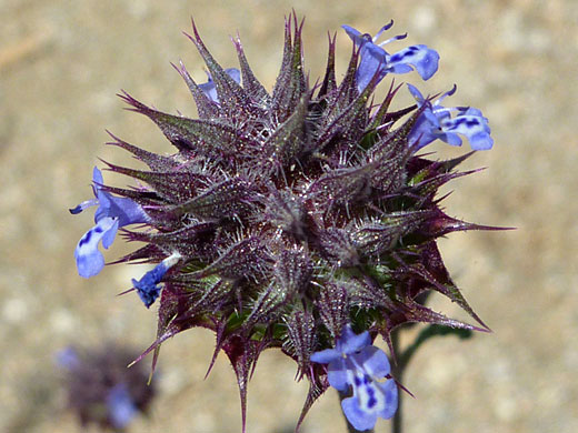 Purple calyces