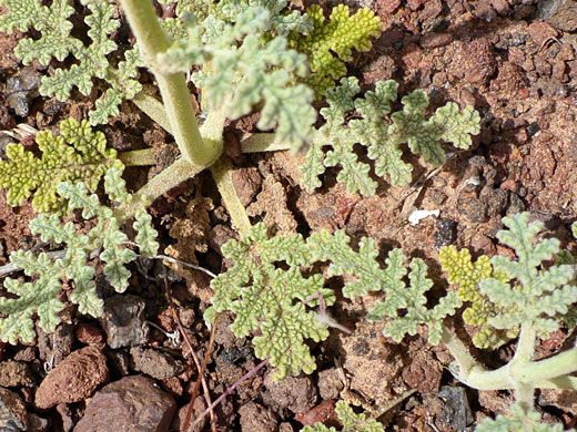 Basal leaves
