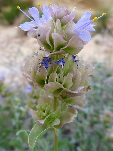 Bracts and flowers