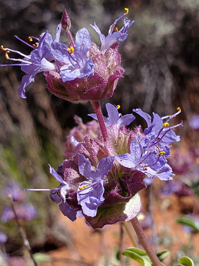Two flower whorls