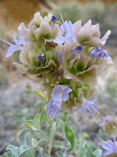 Blue Sage