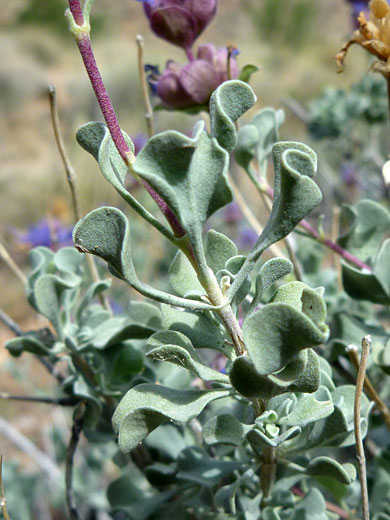 Leaves