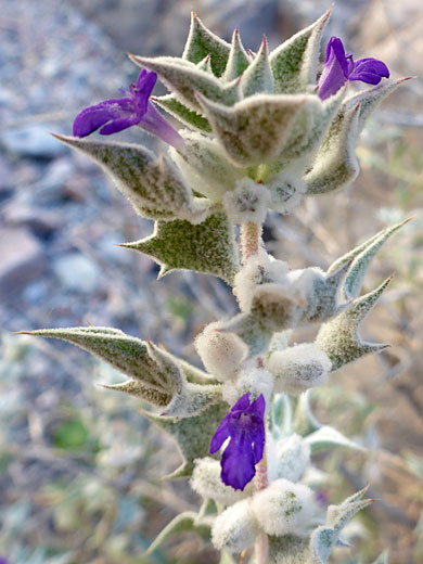 Three flowers