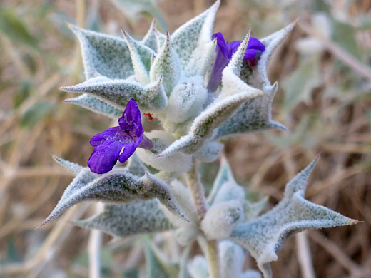 Death Valley Sage