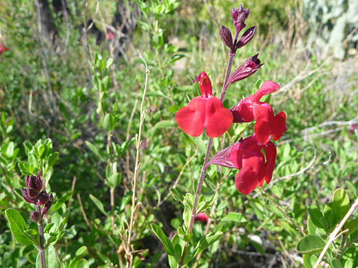 Autumn Sage; Salvia greggii (Autumn sage) - stalk with red flowers, at Boyce Thompson Arboretum, Arizona