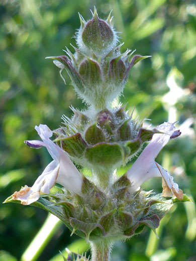 Black Sage; Salvia mellifera (black sage), Cabrillo National Monument, California