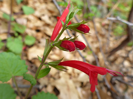 Cedar Sage; Green calyces and red corollas - salvia roemeriana along the Cattail Falls Trail in Big Bend National Park, Texas