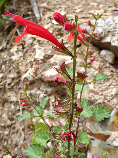 Upper stem
