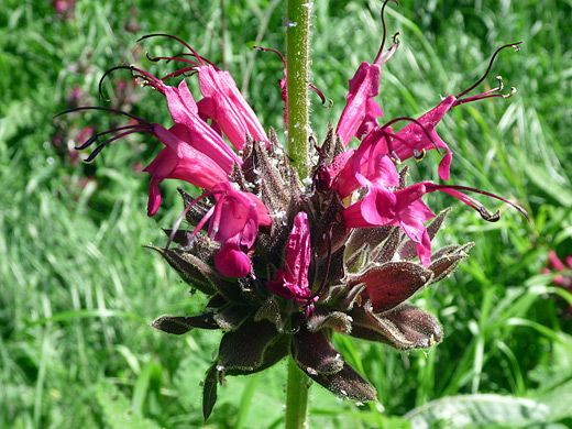 Hummingbird Sage; Cluster of the complex flowers of salvia spathacea (hummingbird sage), in Gaviota State Park