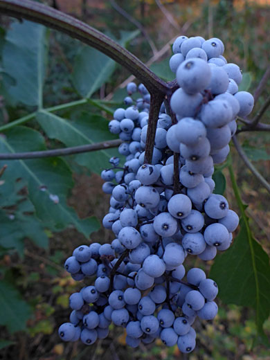 Blue Elder