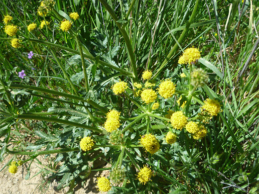 Sharptooth Blacksnakeroot; Spherical flower clusters of sanicula arguta, in Gaviota State Park, California