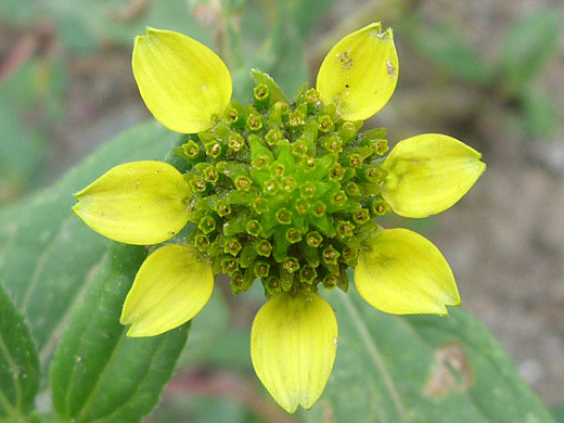 Abert's Creeping Zinnia; Abert's creeping zinnia (sanvitalia abertii) along the Tsankawi Trail, Bandelier National Monument, New Mexico