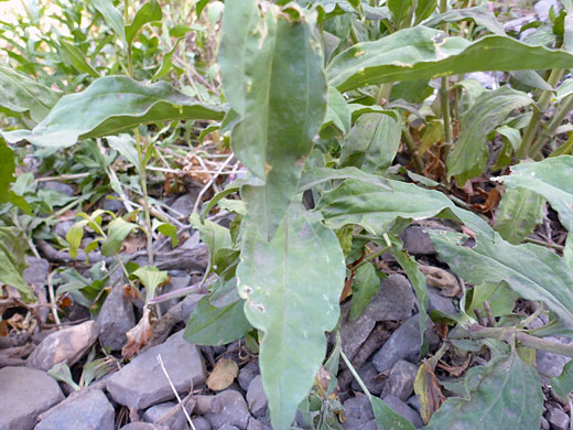 Common Soapwort