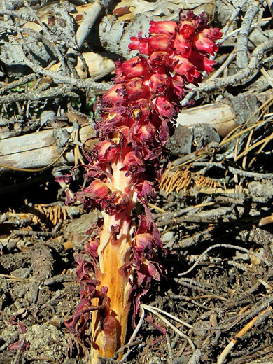 Snow Plant; Stalk and flowers of sarcodes sanguinea, Yosemite National Park, California