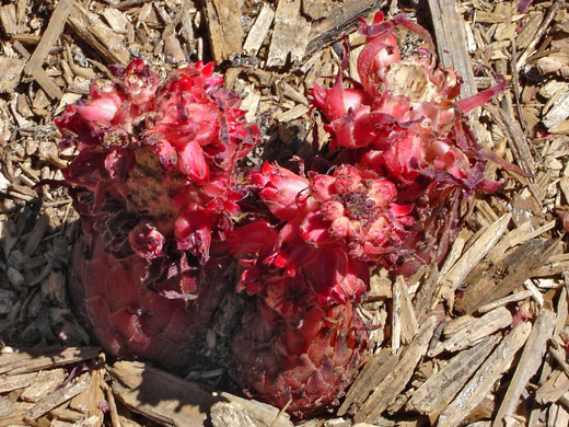Snow Plant