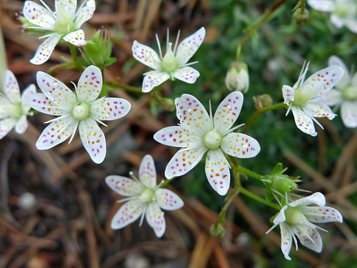 Yellowdot Saxifrage; Saxifraga bronchialis (yellowdot saxifrage) along the Raccoon Trail in Golden Gate Canyon State Park, Colorado