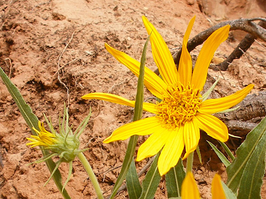 Badlands Mule-Ears; Flower and bud of scabrethia scabra, near Blue John Canyon, Utah