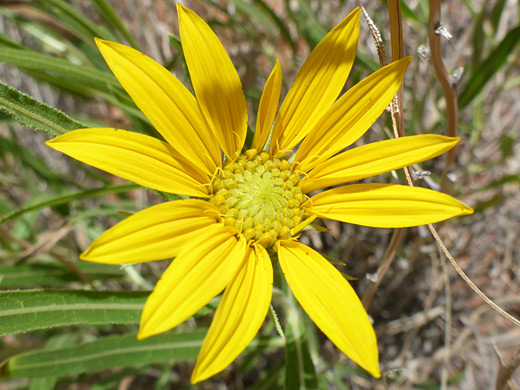 Developing disc florets