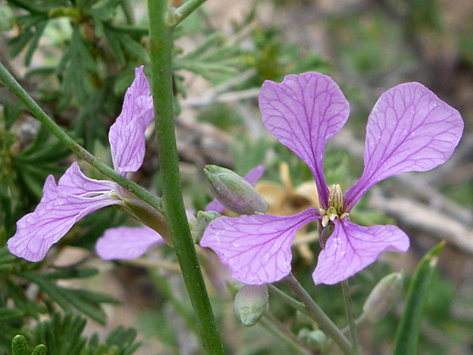 Slimleaf Plainsmustard; Schoenocrambe linearifolia along the Tsankawi Trail in Bandelier National Monument, New Mexico