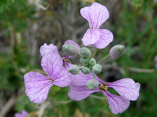 Three flowerheads