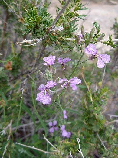 Flowers, stems and buds