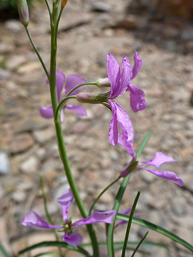 Pink flowers