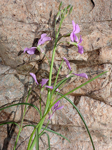 Flowers and leaves