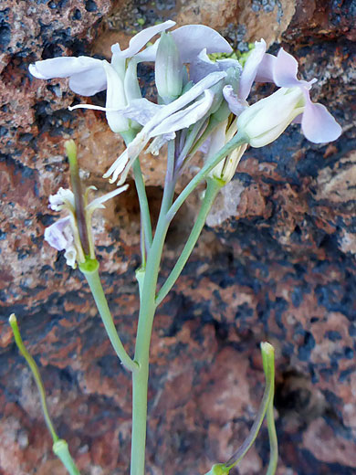 Flowers and upper stem