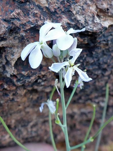 White flowers