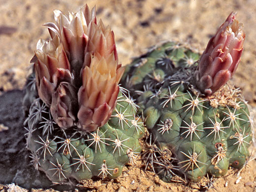 Mesa Verde fishhook cactus, sclerocactus mesae-verdae