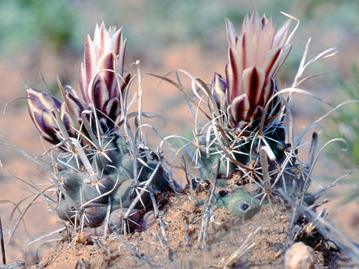 Paperspine fishhook cactus, sclerocactus papyracanthus