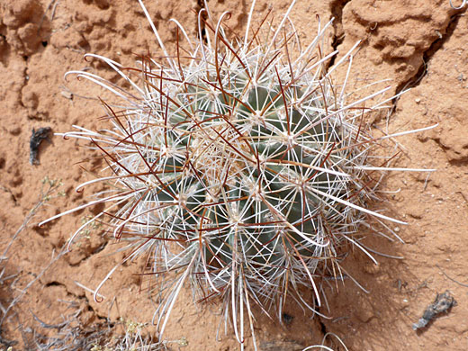 White spines