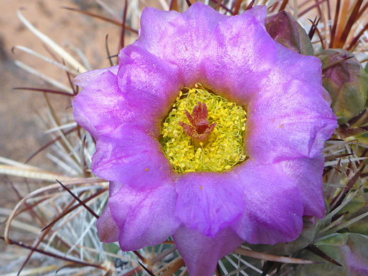 Purple flower