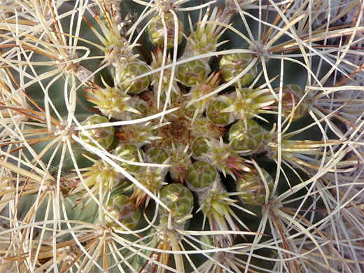 Yellowish buds